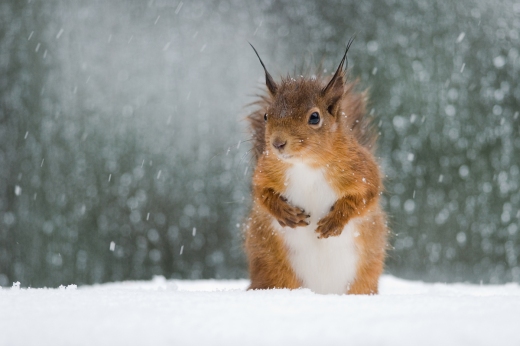 red_squirrel_in_snow.jpg?w=520&h=346